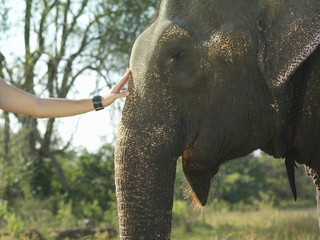 Closeup side view of a young man's hand stroking elephant's head