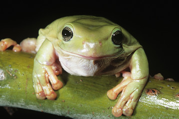 Green tree frog on branch close-up
