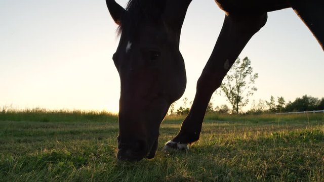 CLOSE UP LOW ANGLE: Beautiful horse gazing on big meadow field at golden sunset