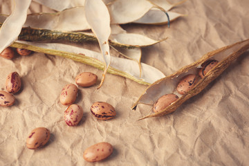 Closeup of haricot pods on paper background
