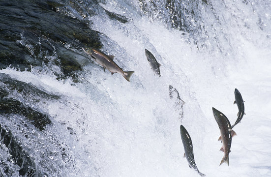 Group of Salmon jumping upstream in river