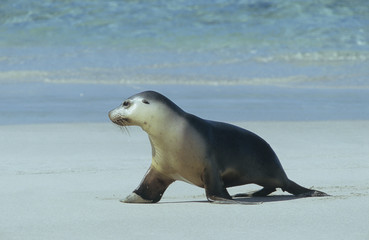 Fototapeta premium Fur seal walking on beach