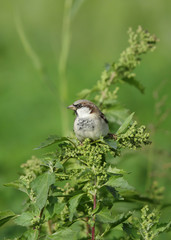 The Spanish sparrow