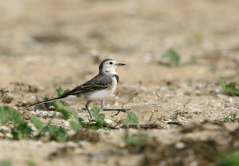 Obraz premium White wagtail