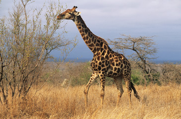Maasai Giraffe (Giraffa Camelopardalus) on savannah