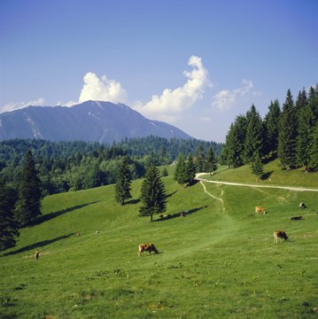 Apline pastures on the edge of the Bucegi Mountains, Carpathian Mountains, Transylvania, Romania