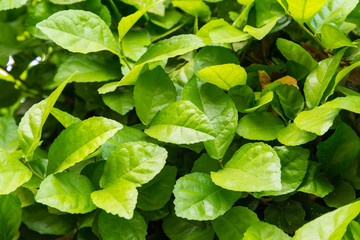 Obraz na płótnie Canvas Green leaves