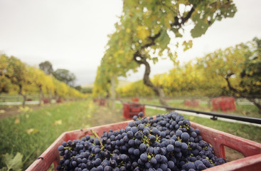 Black grapes in crate at vineyard Yarra Valley Victoria Australia