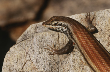 Variable Skink resting on rock elevated view