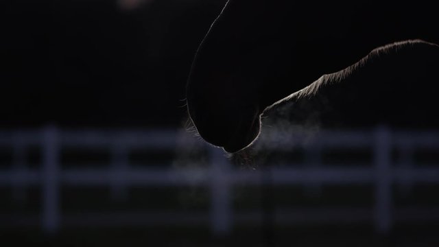 CLOSE UP: Beautiful dark bay horse blowing out air from nostrils