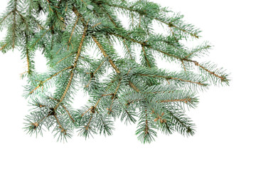 Obraz premium green fir branch
