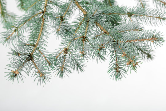 green fir branch