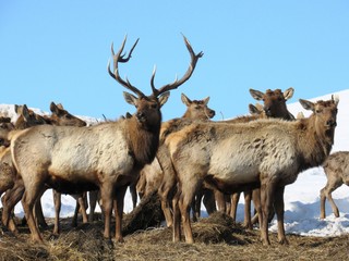 Стадо оленей в Восточном Казахстане.