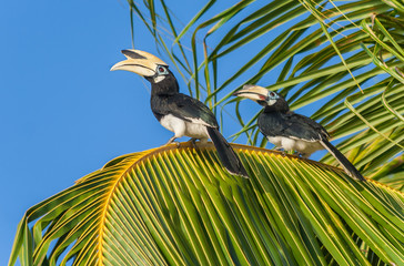 Malaysian hornbills sitting on a palm tree