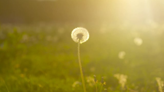 SLOW MOTION CLOSE UP: Single dandelion on sunny green meadow field at sunset