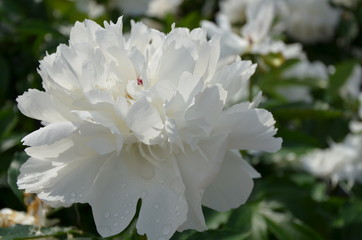 Gentle blooming beautiful white peony flower in spring