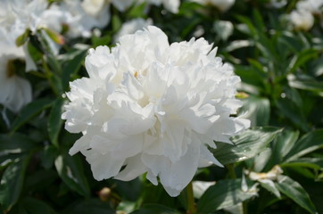 Gentle blooming beautiful white peony flower in the garden in spring