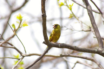 さえずるカワラヒワ　singing priental green finch