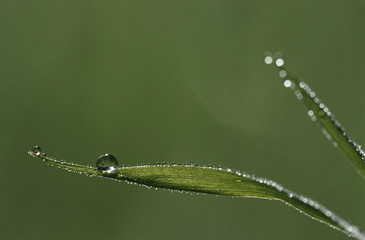 Dew drops on blades of grass close-up
