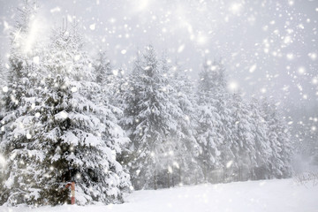 Fototapeta premium Winter landscape with snowy fir trees