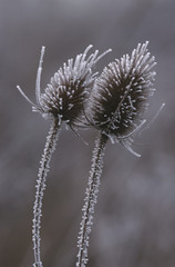 Frosty Common Teasel