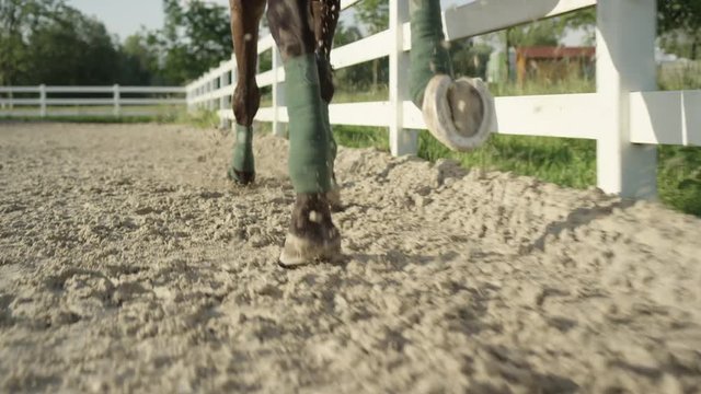 SLOW MOTION CLOSE UP: Huge dark brown gelding galloping in sandy riding arena