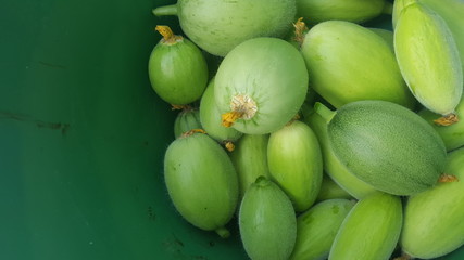 melon farm in natural light