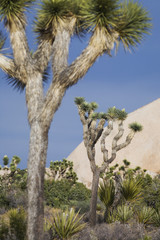 Fototapeta premium Joshua trees in desert
