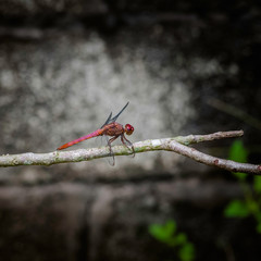 Red dragonfly insect resting on twig closeup macro square