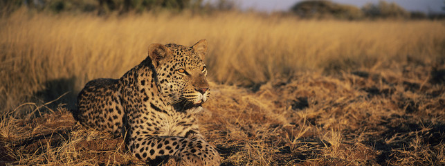 Leopard (Panthera Pardus) lying in grass on savannah