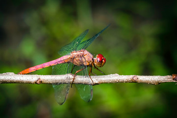 Red dragonfly insect resting on twig closeup macro 
