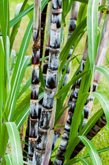 Obraz premium Sugar cane plant closeup tropical climate plantation agricultural crop organic raw growth vertical