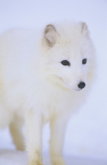 Obraz premium Arctic Fox in snow