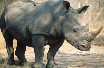 Obraz premium Black Rhinoceros (Ceratotherium Simum)