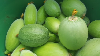 melon farm in natural light