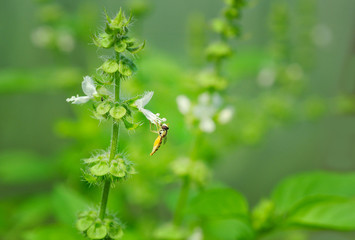 Basil flowers in the garden