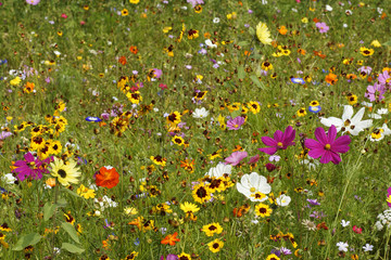 Sommerliches Wildblumenfeld