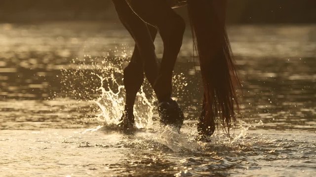 CLOSE UP: Detail of water drops splashing while brown horse walking in the river