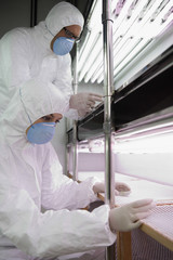 Workers in protective masks and suit examining plant at shelves in lab