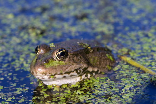 The marsh frog (Pelophylax ridibundu) an escaped garden alien introduced to Kent in 1935
