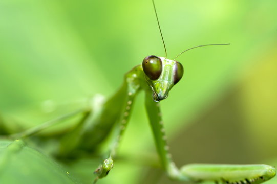 Female green praying mantis (Hierodula sp.) has a spot on its wing to resemble disease spots on the plants on which it feeds, Sabah, Borneo, Malaysia