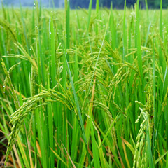 Paddy field in north of Thailand.