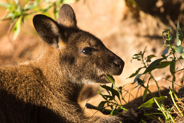Fototapeta premium A wallaby eating green leaves in the sunlight