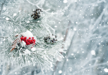 Fototapeta na wymiar Winter background with snow-covered pine branch. Red frozen rowan on branch of pine.