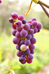 Grape seeds surrounded by a garden stroll and eat very healthy.