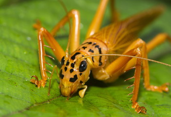 Orange and black bush cricket (Tettigoniidae), Maliau Basin, Sabah, Borneo, Malaysia