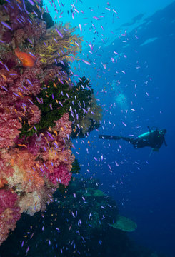 Colourful reef fish (Orange and purple anthias sp.) plus with hard and soft corals on reef wall, Queensland