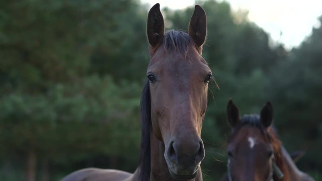 CLOSE UP: Portrait of beautiful dark bay horse on a meadow field