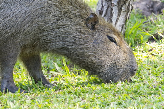 Capibara grazing, Ibera National Park, Argentina