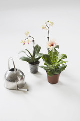 Three potted flowers and watering can on floor